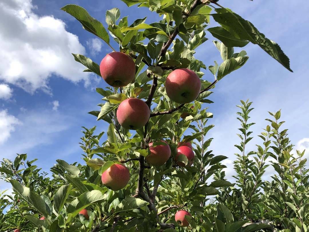 Fresh-picked corn, A horse and foal near wooden fence, Nectarines and peaches in baskets at Bowman Orchards, Fresh tomatoes at Bowman Orchards, Apples growing on apple tree branch, Cows on Maple Hill Farm