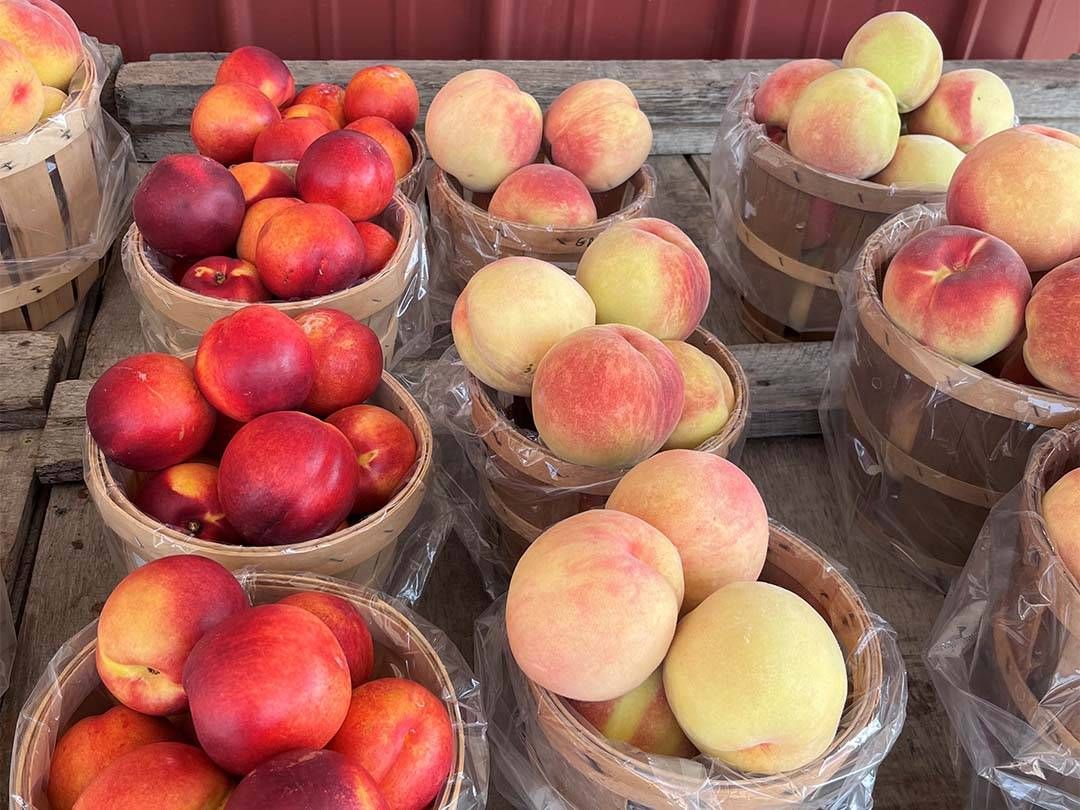 Fresh-picked corn, A horse and foal near wooden fence, Nectarines and peaches in baskets at Bowman Orchards, Fresh tomatoes at Bowman Orchards, Apples growing on apple tree branch, Cows on Maple Hill Farm
