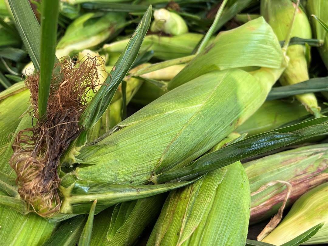 Fresh-picked corn, A horse and foal near wooden fence, Nectarines and peaches in baskets at Bowman Orchards, Fresh tomatoes at Bowman Orchards, Apples growing on apple tree branch, Cows on Maple Hill Farm