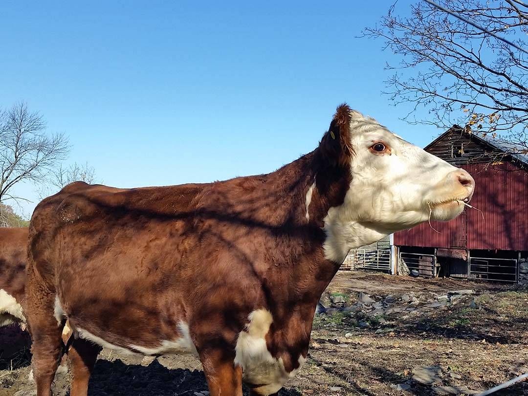 Fresh-picked corn, A horse and foal near wooden fence, Nectarines and peaches in baskets at Bowman Orchards, Fresh tomatoes at Bowman Orchards, Apples growing on apple tree branch, Cows on Maple Hill Farm